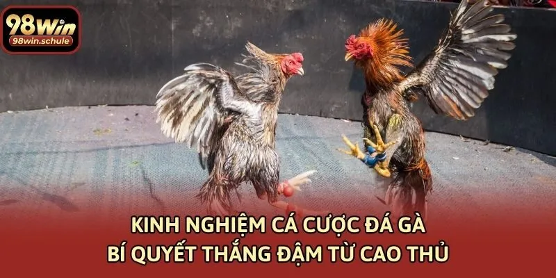 Kinh Nghiệm Cá Cược Đá Gà – Bí Quyết Thắng Đậm Từ Cao Thủ